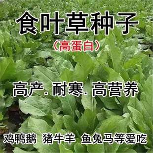 食叶草种子高蛋白四季养殖草种籽鸡鸭鹅猪牛羊鱼草再生牧草种籽