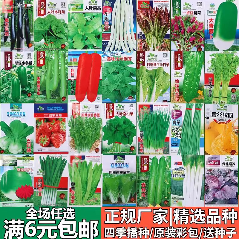 蔬菜种子四季播香菠生丝瓜