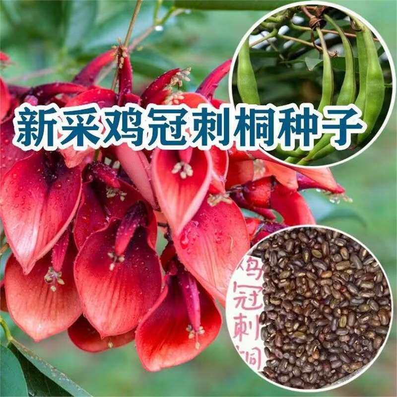 鸡冠刺桐种子巴西刺桐鸡冠豆种子象牙红鸡冠花树多年生林木树种籽