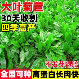 将军大叶菊苣草种籽四季多年生养殖牧草种子鸡鸭鹅兔猪牛羊草种籽