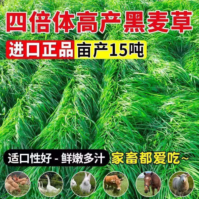 进口多年生牧草黑麦草种子种南北方高产鸡鸭鹅猪牛羊鱼草籽耐寒孑,鲜花速递/花卉仿真/绿植园艺,家庭园艺种子,淘宝优惠券,粉丝福利购,淘宝优惠卷