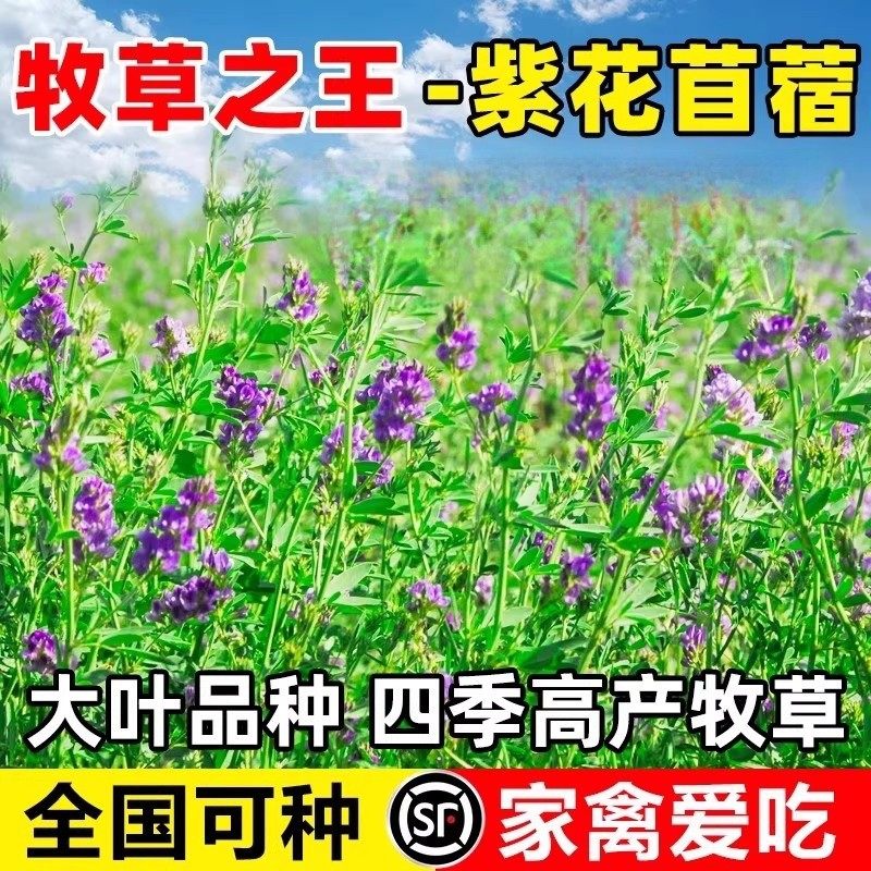 紫花苜蓿草种籽喂猪牛羊兔鸡鸭鹅多年生四季大叶牧草种子鱼草种籽,鲜花速递/花卉仿真/绿植园艺,家庭园艺种子,淘宝优惠券,粉丝福利购,淘宝优惠卷