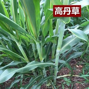 牧草高丹王草种籽超级糖养殖猪牛羊草草种籽鸡鸭鹅鱼草种籽子四季