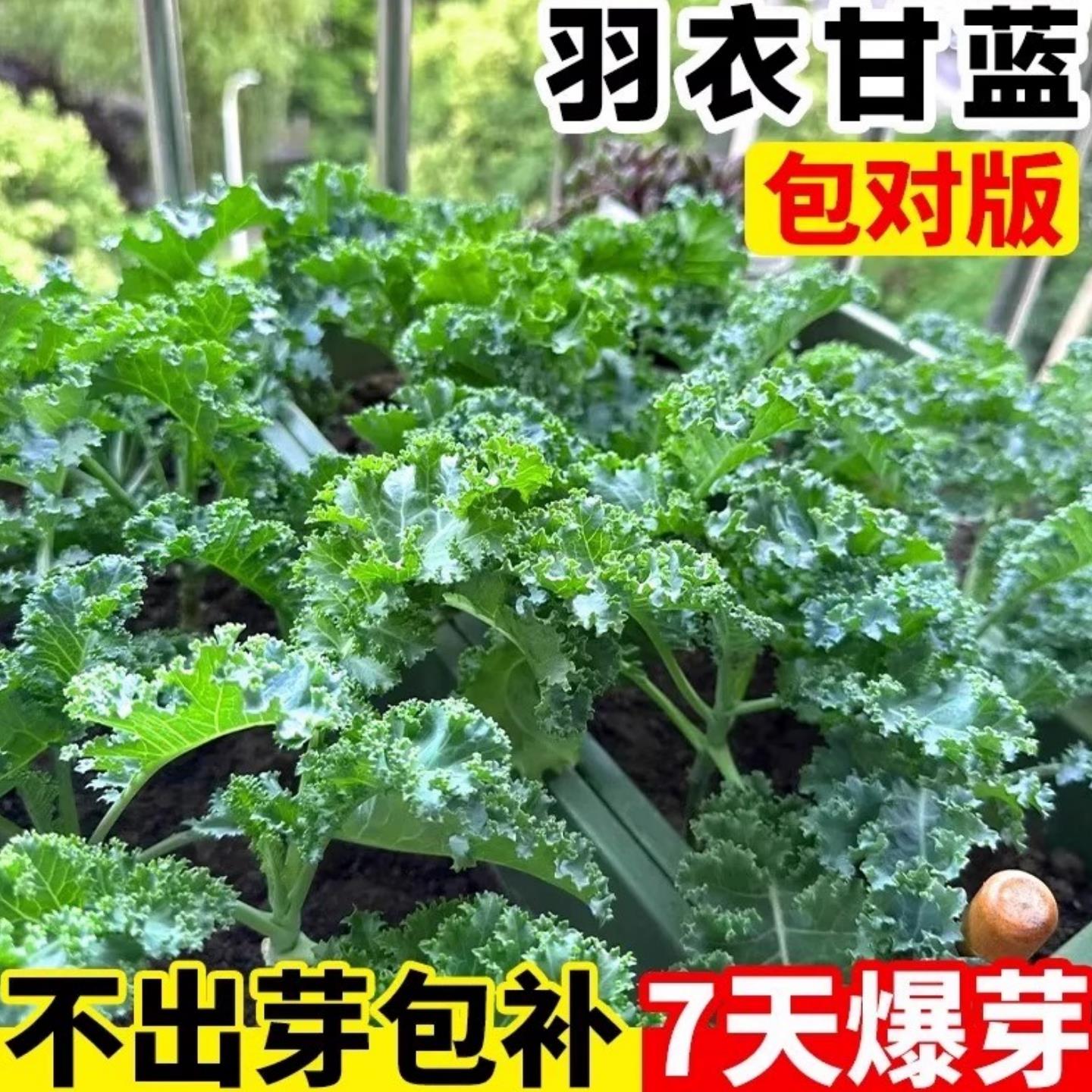 羽衣甘蓝种孑蔬菜子阳台自