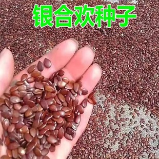 合欢种子红花合欢金银合欢观赏盆栽绒花树落叶乔木绿化行道树种籽