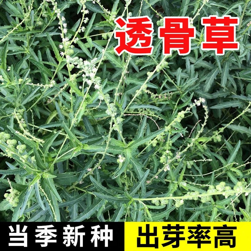 透骨草种子 珍珠透骨草籽 散装野生材中草药春季药材种子
