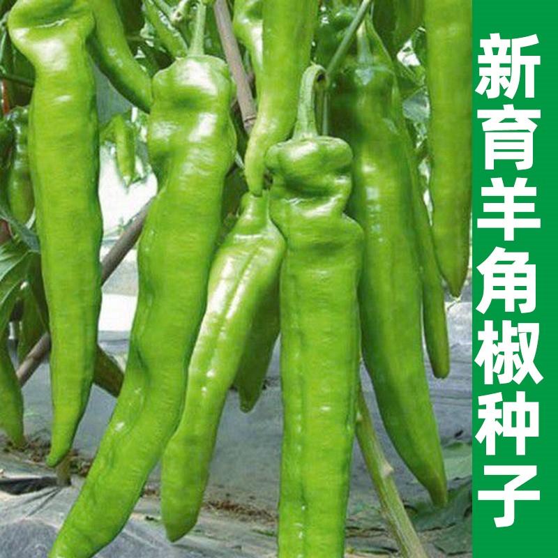 新育羊角椒种子辣籽春秋
