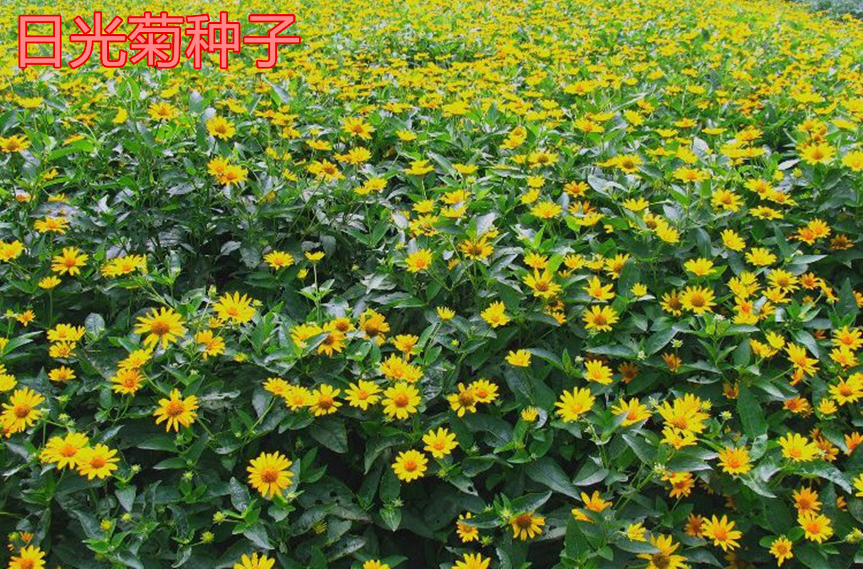 日光菊种子赛菊芋花种籽子多年生宿根草花种子庭院绿化观花草