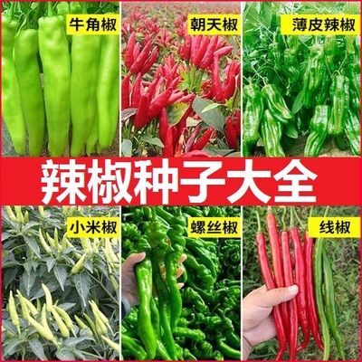辣椒种子孑春秋播菜园阳台