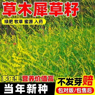 草木犀种子樨籽优质牧黄花