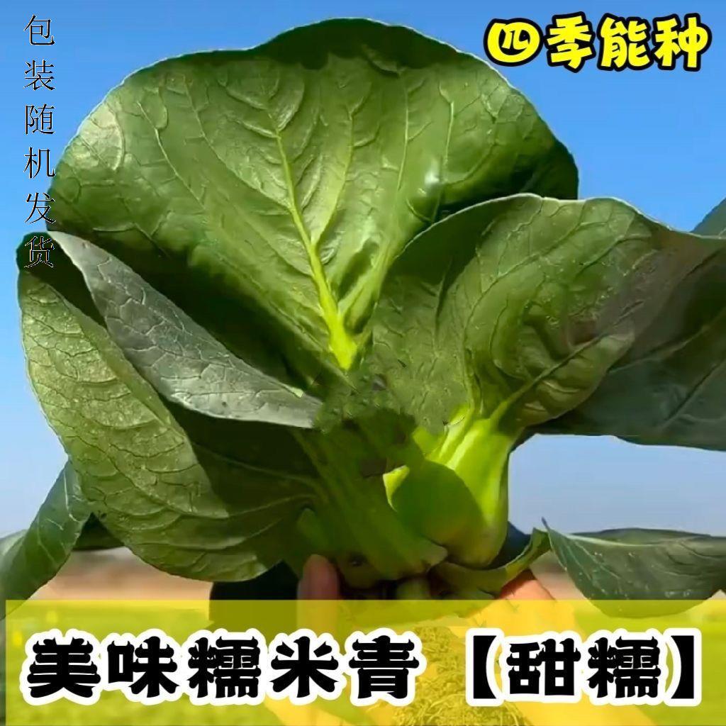 苏州青上海糯米青菜种子大叶黑叶油亮矮脚美味青菜蔬菜种孑