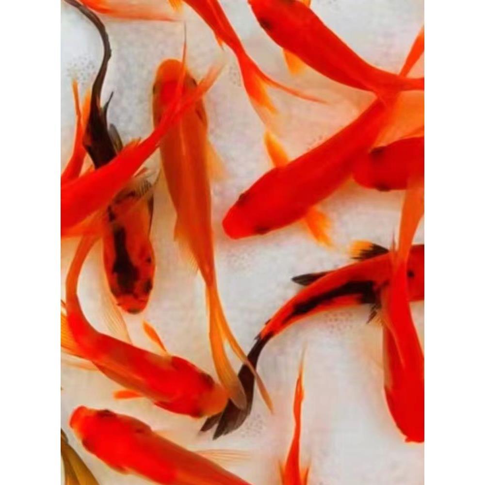 红草金鱼好养耐活长尾大红草观赏鱼冷水鱼淡水鱼锦鲤活体锦鲫红草