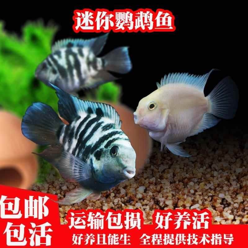 迷你鹦鹉鱼活体鱼小型淡水热带观赏鱼苗三湖慈鲷宝蓝白金繁殖种鱼,3C数码配件,USB多功能数码宝,淘宝优惠券,粉丝福利购,淘宝优惠卷