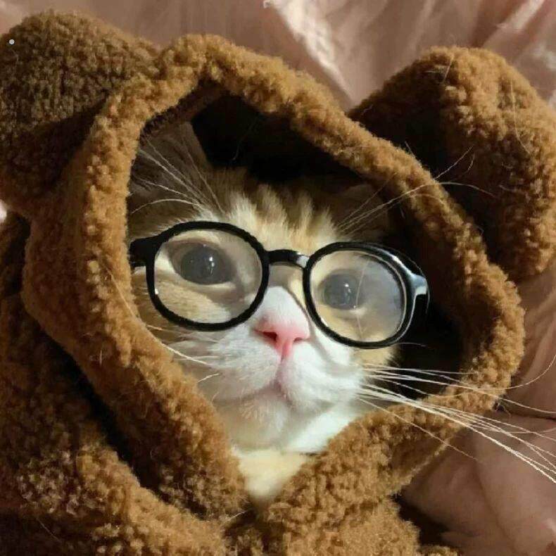 无毛猫德文猫约克夏专用宠物半框洋气小眼镜猫咪拍照卖萌道具