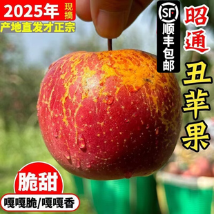 云南昭通市丑苹果红露水果新鲜整箱当季富士糖心苹果绍通包邮