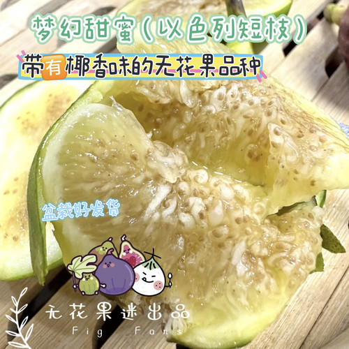 梦幻甜蜜以色列短枝独特椰香味丰产个大口感好树苗带盆土发货