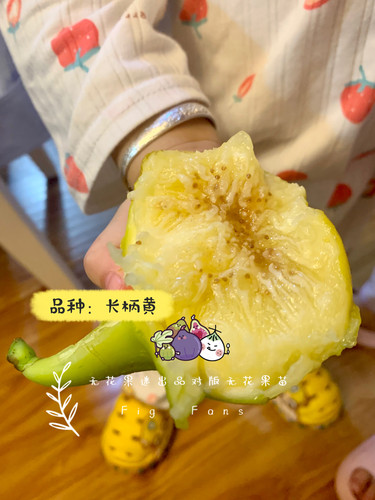 长柄黄（Yellow Long Neck）无花果树苗超大果实心口感好带盆土发