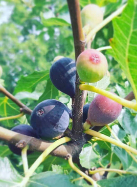 【无花果迷出品】紫色波尔多（小波）耐阴容易结果口感好盆栽地栽