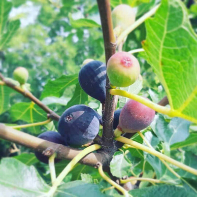 【无花果迷出品】紫色波尔多（小波）耐阴容易结果口感好盆栽地栽