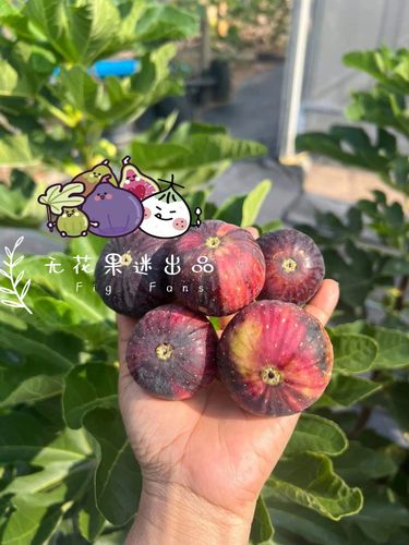 七彩色无花果苗无花果迷趣味叶果