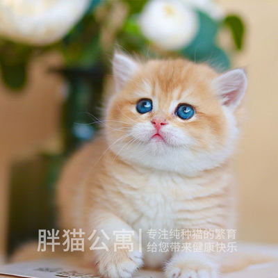 Y层短蓝猫短毛长毛金o渐活银渐层幼猫英体海双蓝双布偶上海猫舍礼