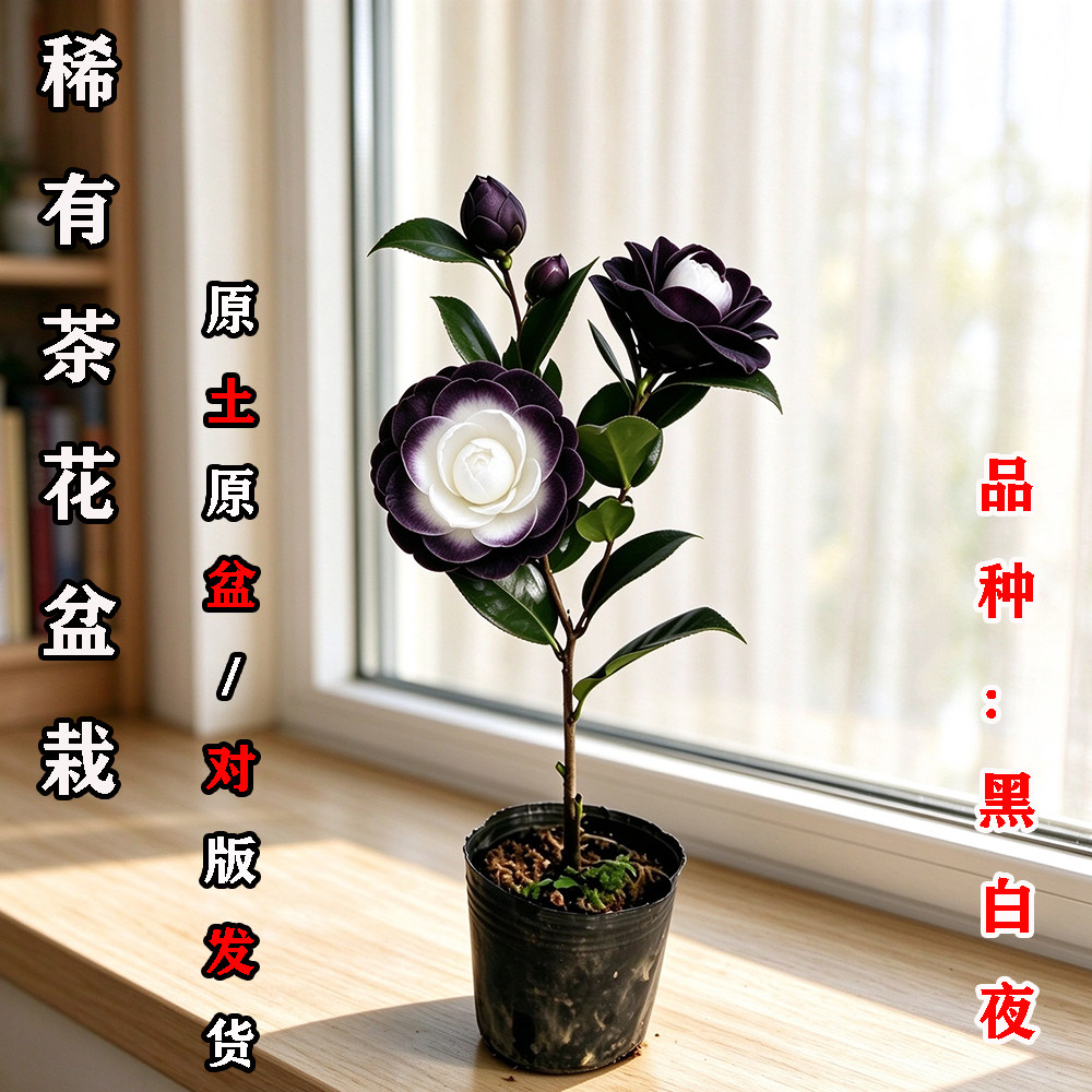 黑白夜茶花盆栽名贵品种高档室外内阳台庭院客厅山茶花苗花卉植物