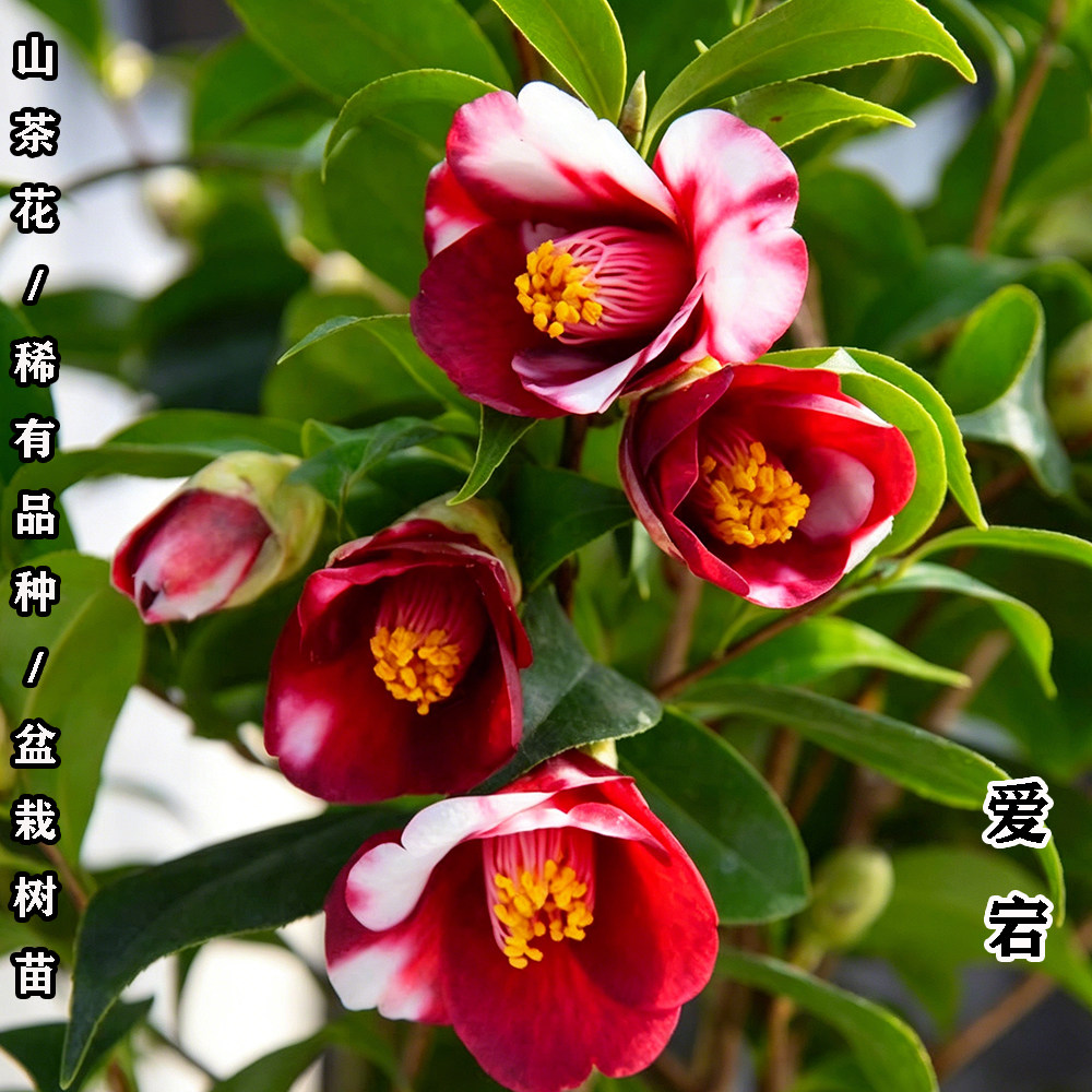 爱宕茶花盆栽名贵品种高档室外内阳台庭院客厅山茶花绿植花卉植物