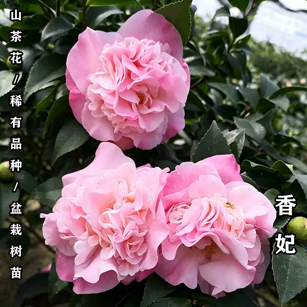 香妃茶花盆栽名贵品种高档室外内阳台庭院客厅山茶花绿植花卉植物