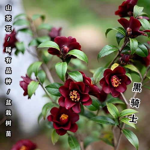 黑骑士山茶花苗高档品种