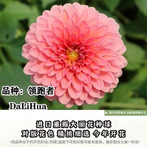 进口重瓣大丽花种球耐寒易养