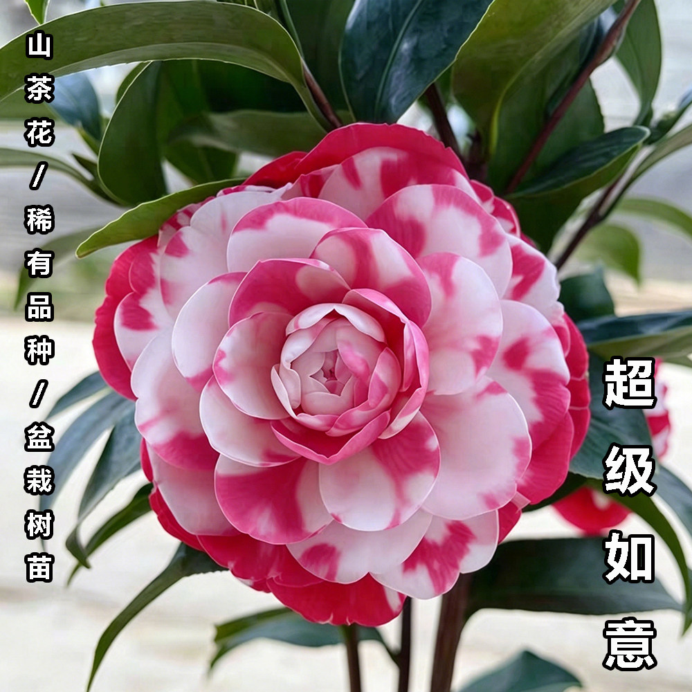 超级如意茶花盆栽名贵品种高档室外内阳台庭院客厅山茶花绿植花卉