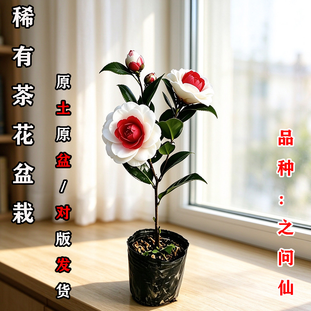 之问仙茶花盆栽名贵品种高档室外内阳台庭院客厅山茶花苗花卉植物