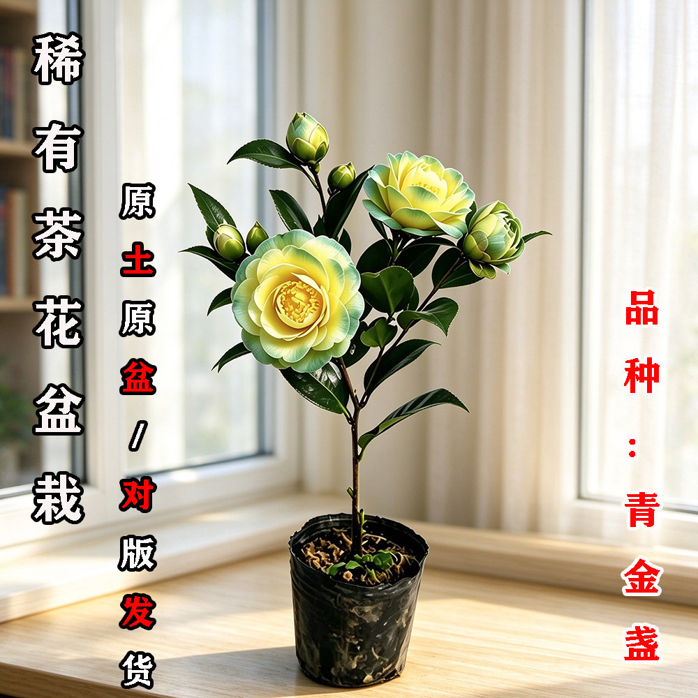 青金盏茶花盆栽名贵品种高档室外内阳台庭院客厅山茶花苗花卉植物