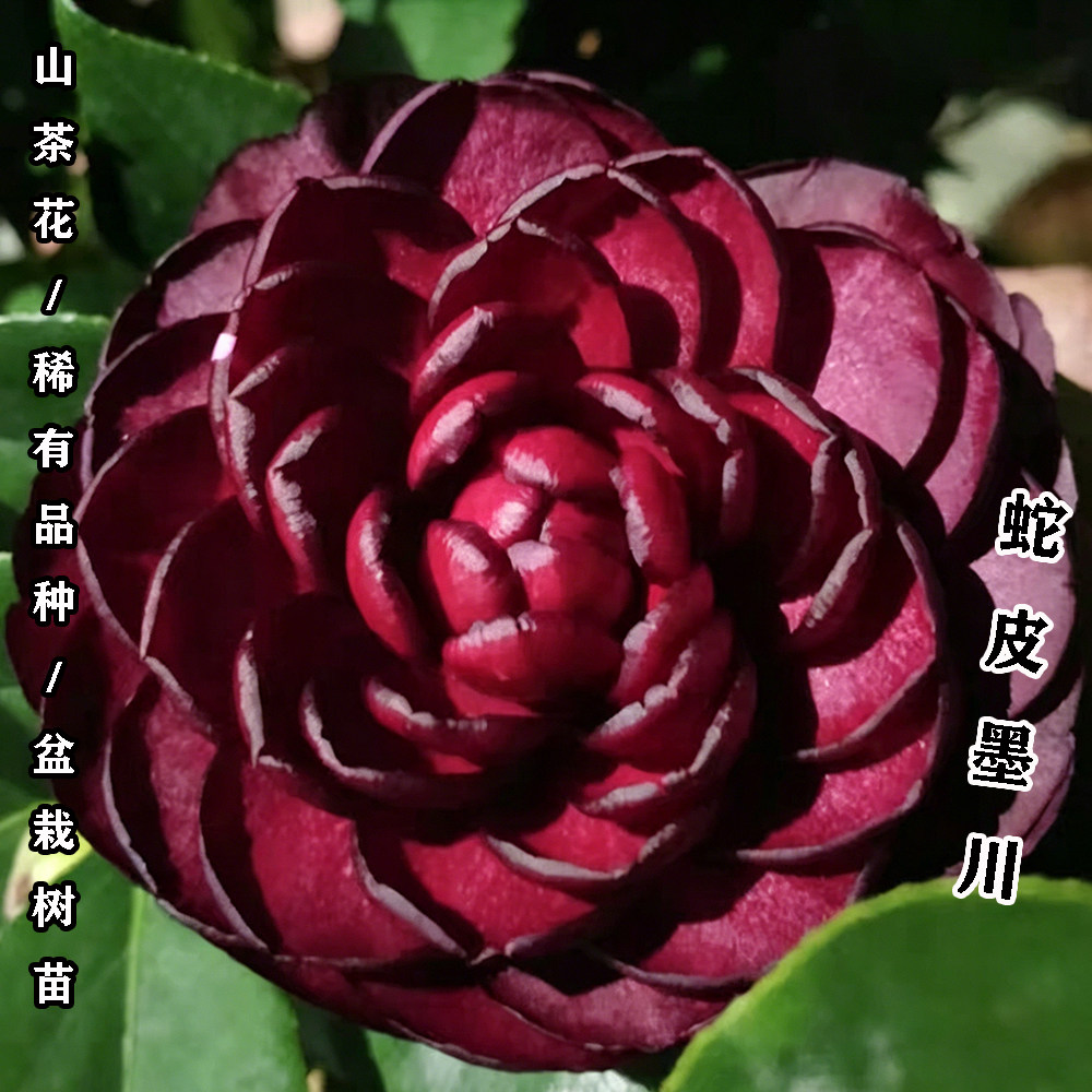 蛇皮墨川茶花盆栽名贵品种高档室外内阳台庭院客厅山茶花花卉植物