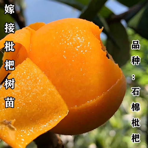石棉枇杷树苗嫁接枇杷果树苗特大果无核琵琶庭院水果苗南北方种植