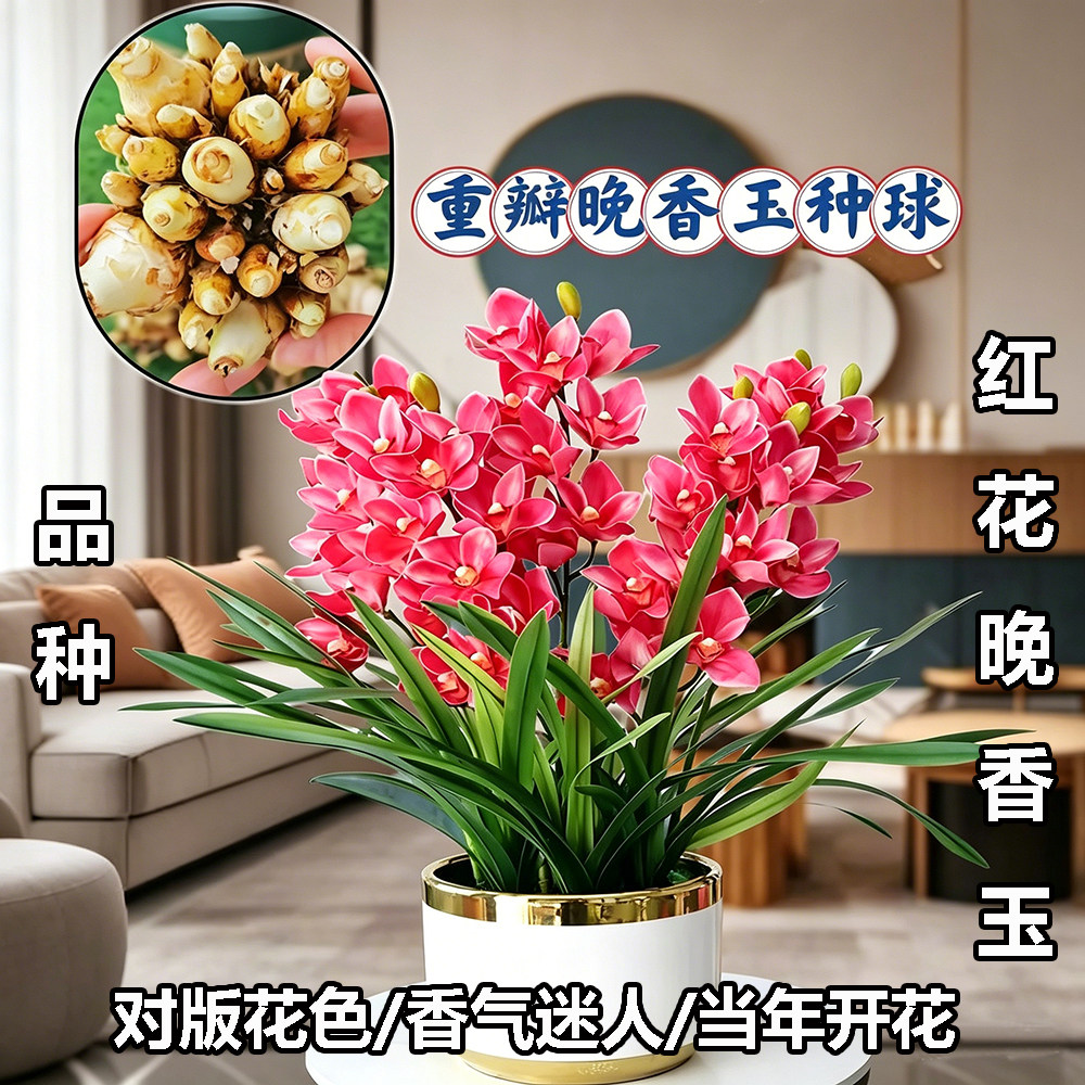 红花晚香玉种球多头浓香型重瓣球根花卉盆栽室内阳台庭院耐寒植物