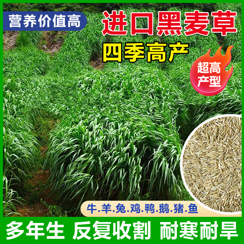 进口黑麦草种子四季牧草种子耐寒畜牧养殖草种喂猪牛羊鱼草种籽