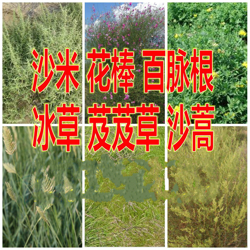 固沙牧草种子百脉五叶花棒