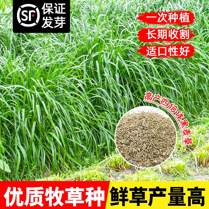 黑麦草种籽子种四季多年生高产牧草种子畜牧养殖草种喂鸡牛羊鱼草