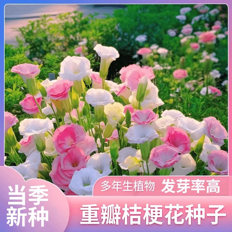 洋桔梗花种子重瓣四季播种易活开花花卉种孑庭院室外太阳花种籽子