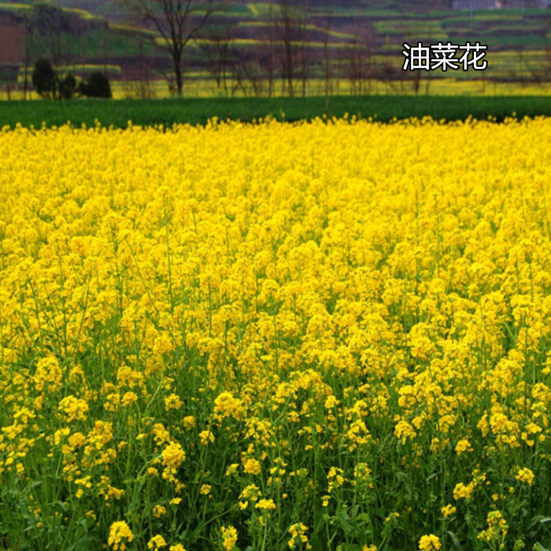 油菜花籽种高产观赏食用榨油杂交种子非转基因花海景观耐寒抗倒伏