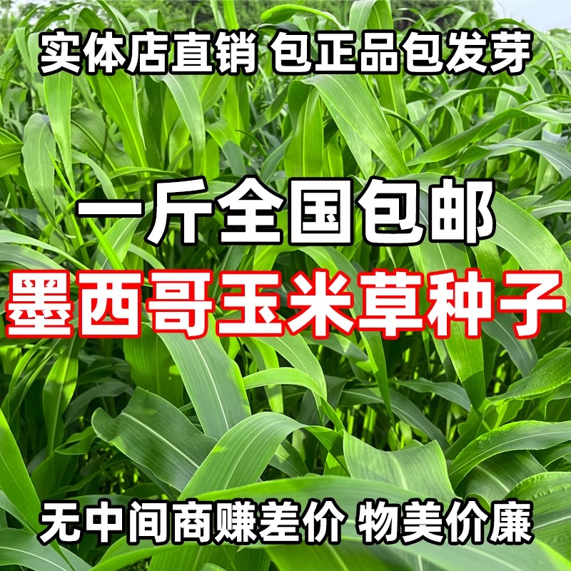 墨西哥玉米草种籽牧草种子猪牛多年生再生畜牧养殖喂鱼草种籽四季