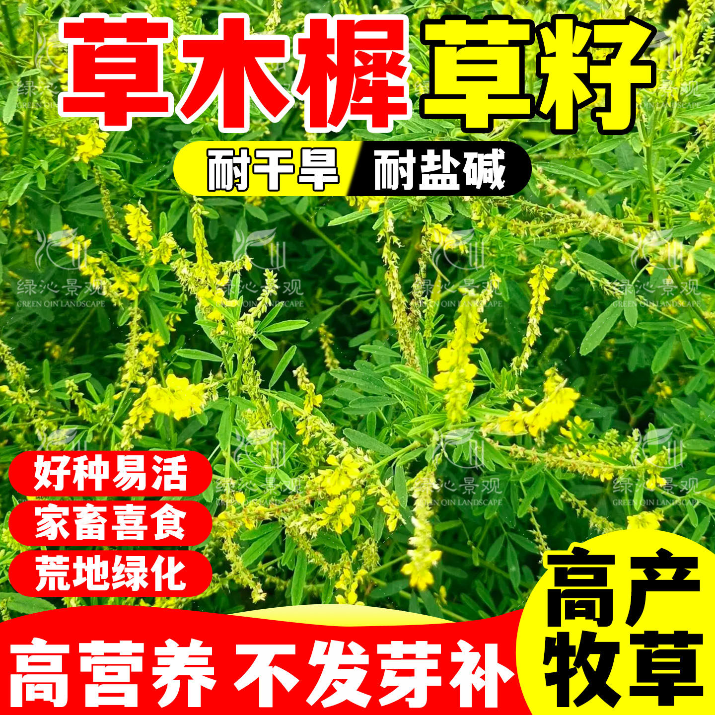 草木樨草籽四季高产高蛋白黄花草绿肥蜜源耐旱耐寒耐贫瘠牧草种子