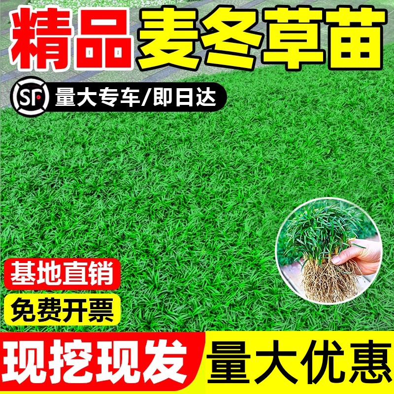 日本矮麦冬草苗耐寒沿阶草苗公园小区园林绿化草坪植物细叶麦冬苗