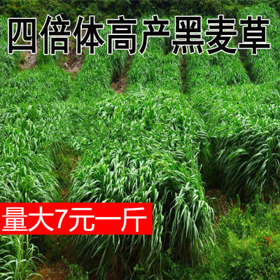 四季黑麦草多年生耐寒牧草种子