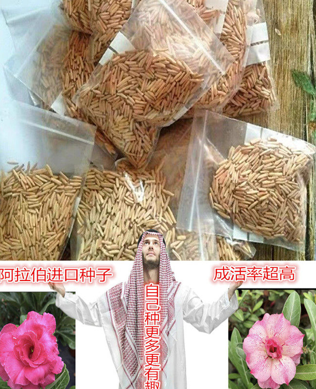 沙漠玫瑰种子其他进口四季开花