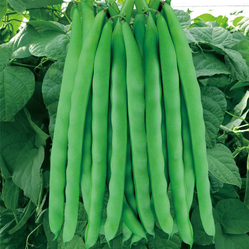 红花四季豆种子 老品种红花白荚架菜园芸豆种籽菜豆角籽 原厂彩包