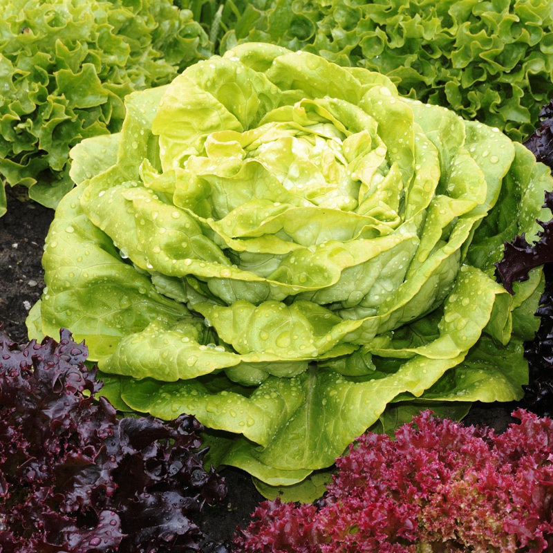 生菜种子结球生菜速生春季秋季室内阳台蔬菜种植盆栽好种蔬菜种子