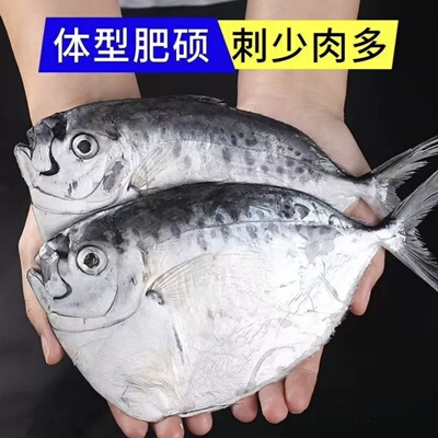 特大号刀鲳鱼新鲜海鲜冷冻水产