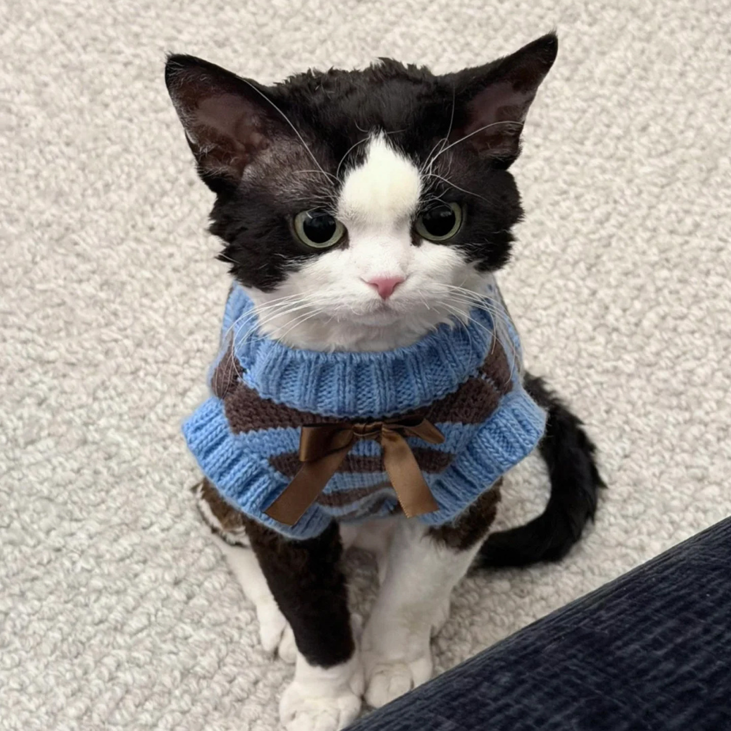 小熊饼干毛衣猫咪衣服宠物秋冬季保暖加厚防寒德文暹罗无毛猫背心
